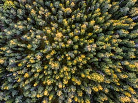 Blick über eine weitläufige Waldlandschaft mit Nadelhölzern im Abendlicht.