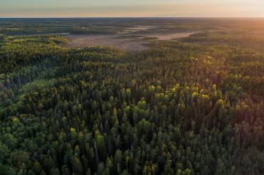 Blick über eine weitläufige Waldlandschaft mit Nadelhölzern im Abendlicht.