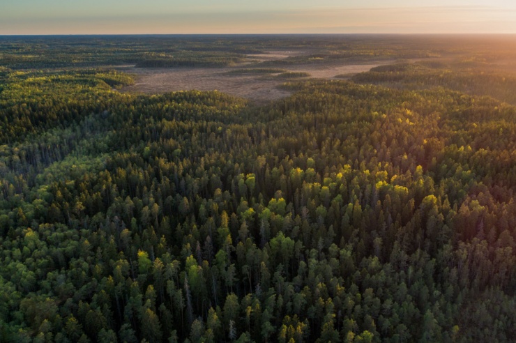 Blick über eine weitläufige Waldlandschaft mit Nadelhölzern im Abendlicht.