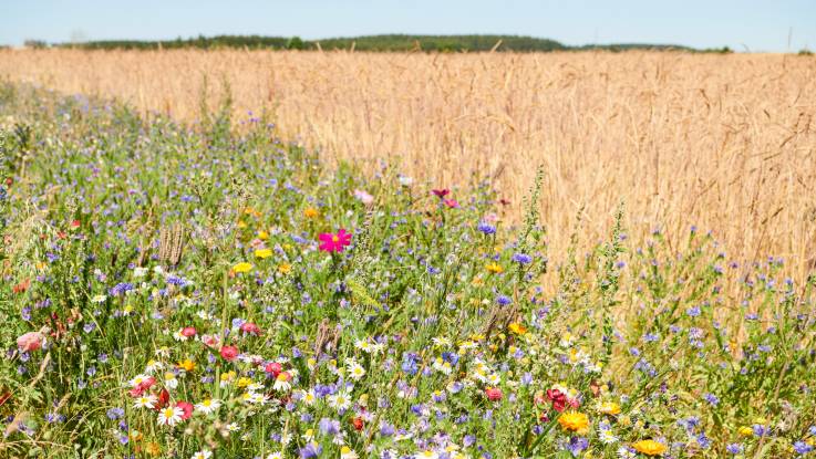 Vor einem Kornfeld ein breiter Streifen mit vielen blühenden Blumen.