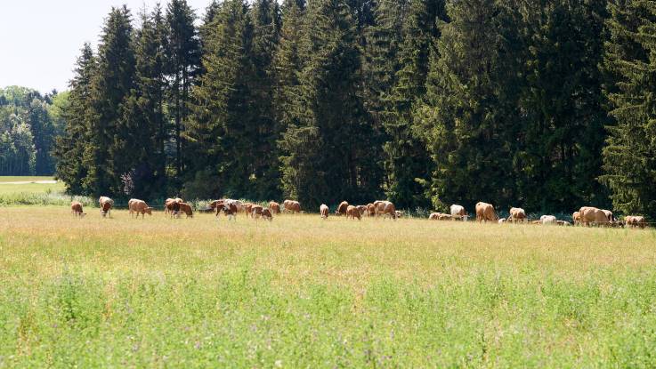 Eine sommerliche Kuhweide, im Hintergrund ein Wald