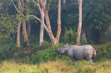 Ein Nashorn steht im Gras in einem Nationalpark in Nepal.