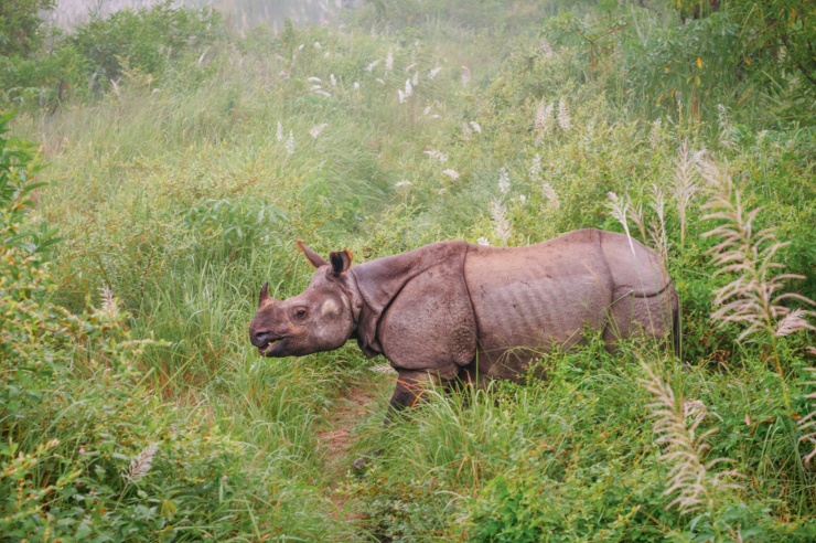 Ein kleines Nashorn läuft durch eine nebelverhangene grüne Wiese.