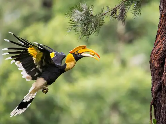 Ein Nashornvogel fliegt auf einen Baum zu, im Schnabel ein Samen.