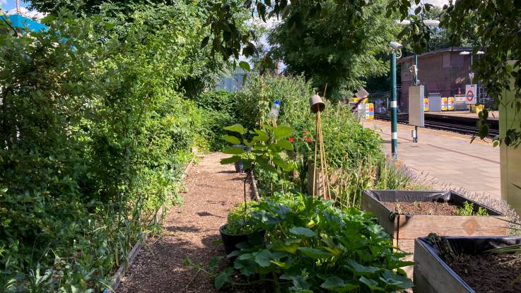 View of a summer garden with raised beds, next to the platform of the London light rail.