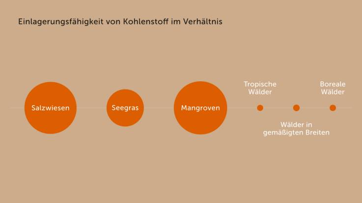 Ein Grafik veranschaulicht anhand unterschiedlich großer Kreisflächen die Einlagerungsfähigkeit für Kohlenstoff von Salzwiesen, Seegras und Mangroven sowie von Wäldern in unterschiedlichen Klimazonen.