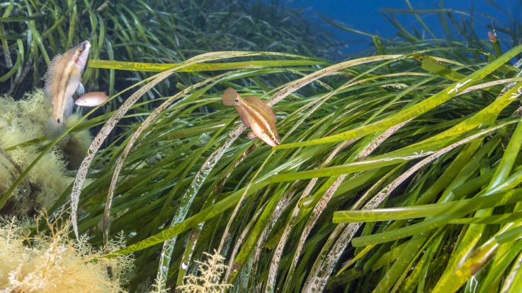 Fische am Rande einer Seegraswiese