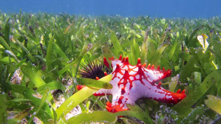 Ein rot und pink leuchtender Seestern in einer sattgrünen Seegraswiese.