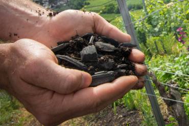 Vor einem Weinstock halten zwei Hände dunkle Kohlestücken.