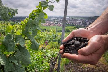 Vor dem Hntergrund eines Weinberges halten zwei Hände schwarze Pflanzenkohle.