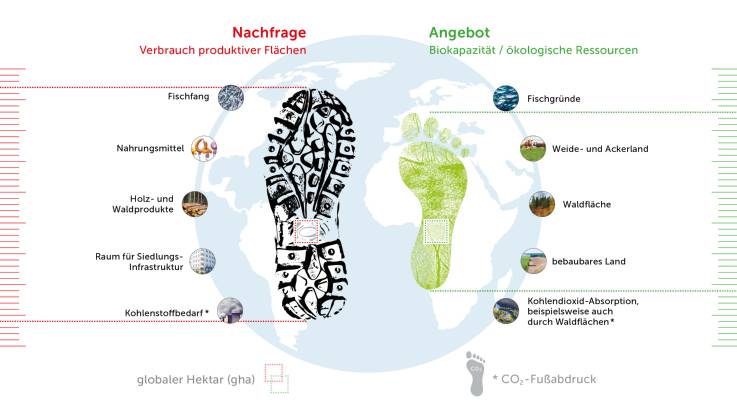 Auf der rechten Hälfte der Weltkugel findet sich unter der grünen Überschrift  «Angebot – Biokapazität / ökologische Ressourcen» ein in Grün gehaltener Abdruck eines menschlichen Fußes, auf dem ebenfalls ein kleines, grün umrandetes Quadrat steht, das den «globalen Hektar» symbolisiert. Nach rechts hin sind auch hier fünf Symbolbilder angeordnet, die für «Fischgründe», «Weide- und Ackerland», «Waldfläche», «Bebaubares Land» sowie «Kohlenstoff-Absorption, z. B. durch Waldflächen (in Hinblick auf den CO2-Abdruck)» stehen. Auch auf dieser Bildseite sind die Bildelemente durch zwei Linien einer in Grün gehaltenen Maßline am rechten Bildrand zugeordnet, sodass sich auch hier der Eindruck eines messbaren Angebots an Ressourcen ergibt, das jedoch kleiner ist als die Nachfrage.