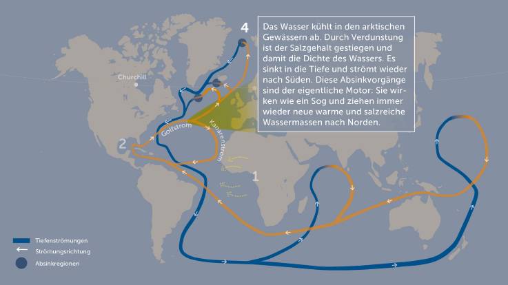 Erneut dieselbe Grafik mit dem Text: »Viertens: Das Wasser kühlt in arktischen Gewäs­sern ab, sinkt in die Tiefe und strömt wieder nach Süden. Absinkvorgänge sind der eigentliche Motor des Golfstromes.»