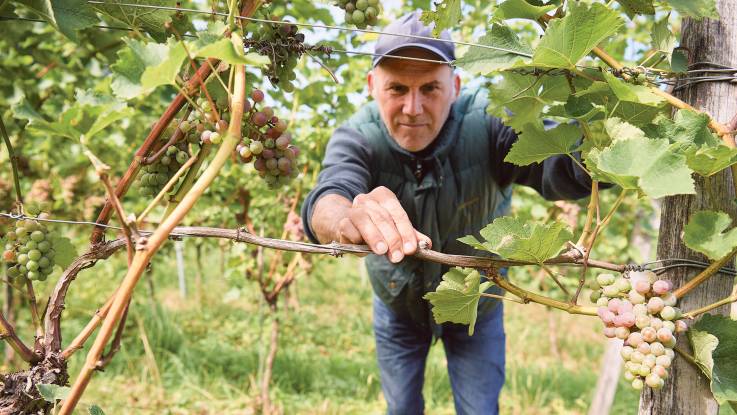 Andreas Dilger zeigt kahle Stellen am Weinstock.