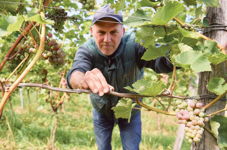 Zwei Männer bei der Weinlese. Weintrauben werden in die Eimer geworfen.