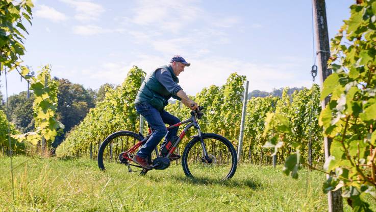 Andreas Dilger fährt mit dem Mountainbike durch den Weinberg