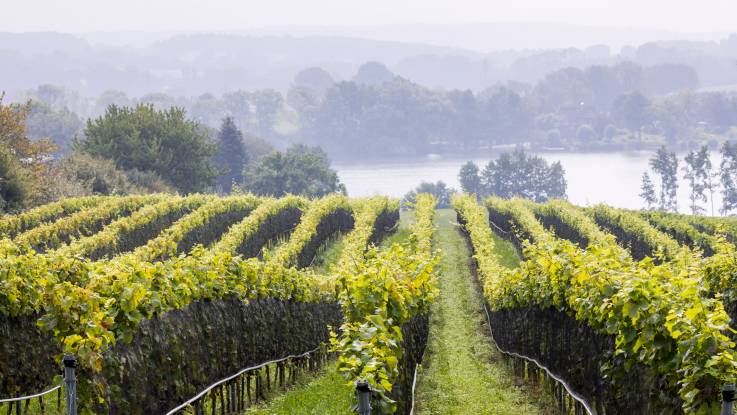 Weinberg in nebliger Landschaft, zu einem See abfallend