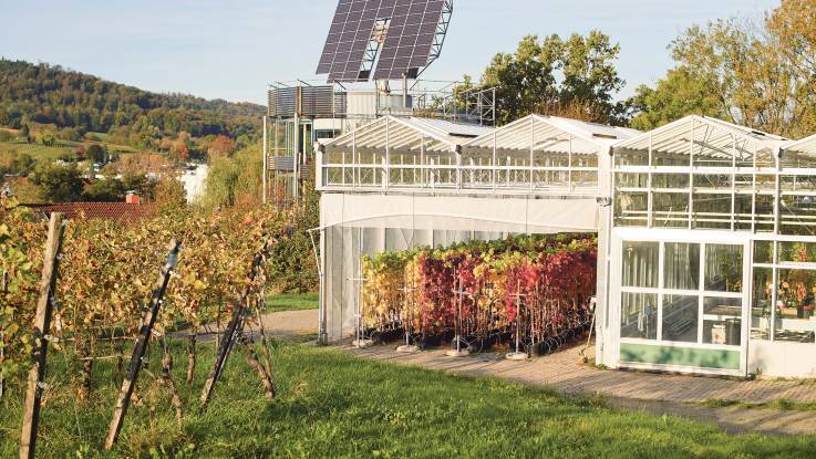 Durch die offenen Türen der Gewächshäuser des Weinbau-Instituts sind herbstlich gefärbte Weinreben zu sehen.