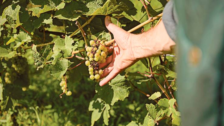 Von Pilz befallene Weinpflanzen