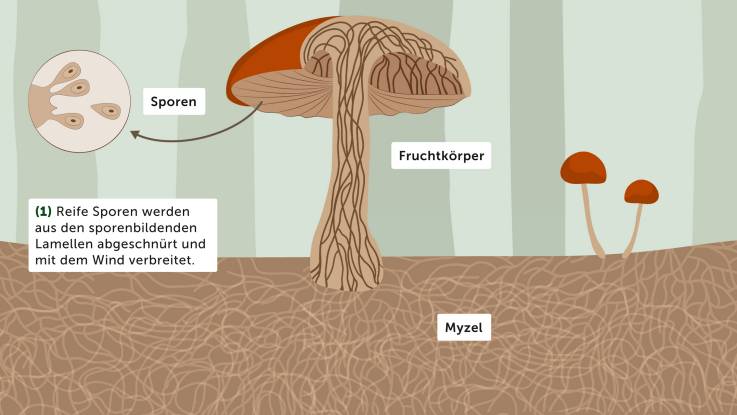 Illustration: Ein Teilquerschnitt des Fruchtkörper eines Pilzes und des darunter liegenden Waldbodens. Die im Stiel verlaufenden Pilzfäden verzweigen sich im Boden zu knäuelartigen Strukturen, dem sogenannten Myzel, das sich durch das gesamte sichtbare Erdreich zieht. Nach oben ziehen sich die Fäden bis zu den Lamelllen unter der Pilzkappe hin. In einem stark vergrößerten Auschnitt wird dargestellt, wie aus den Lamellen Sporen gebildet und einzelne reife Sporen abgeschnürt werden, die dann vom Wind verbreitet werden.