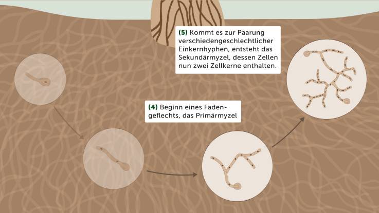 Nach der Ausbildung des Pilzfadens ensteht – wie die beiden anschließend hervorgehobenen Detaildarstellungen zeigen – ein Fadengeflecht, das sogenannte Primärmyzel, aus dem schließlich nach der Paarung zweier verschiedengeschlechtlicher Pilzfäden das Sekundärmyzel entsteht, dessen Zellen dann zwei Zellkerne enthalten.