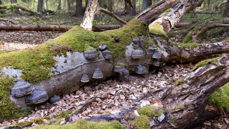 Auf einem Totholzstamm wachsen zahlreiche tellerförmige Pilze.