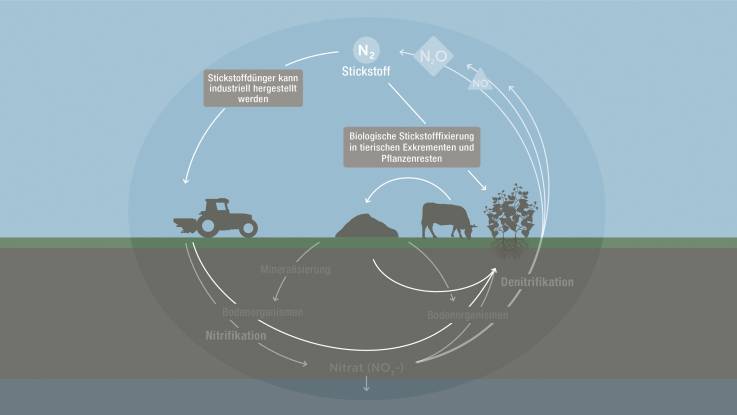 Eine Illustration verdeutlicht und beschreibt,  dass Stickstoff in der Atmosphäre vorkommt, aber auch durch Stickstoffdünger, tierische Extremente oder Pflanzenreste in den Boden gelangt. 