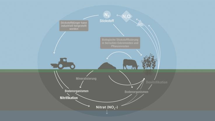 Pfeile, denen Text beigegeben ist,  verdeutlichen die subterrane Umwandlung von  Stickstoff in Nitrat durch Mikroorganismen.