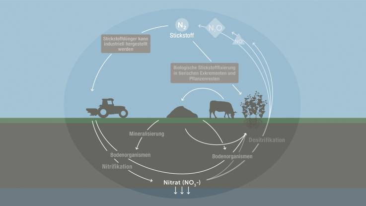 Anhand von Pfeilen und Text wird dargestellt, dass das entstandene Nitrat ins Grundwasser gelangen kann.