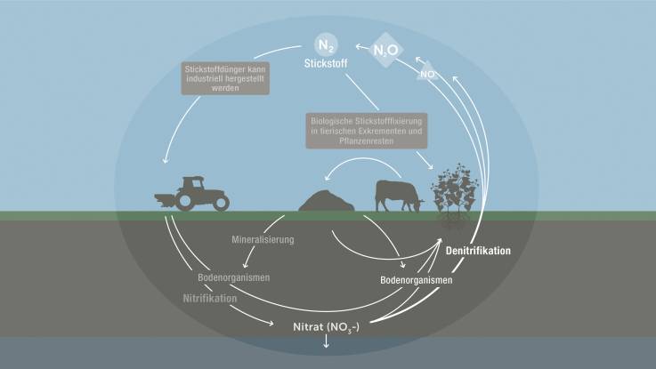 Anhand von Pfeilen und Text wird dargestellt, wie durch Denitrifikation Lachgas in die Atmosphäre gelangt.