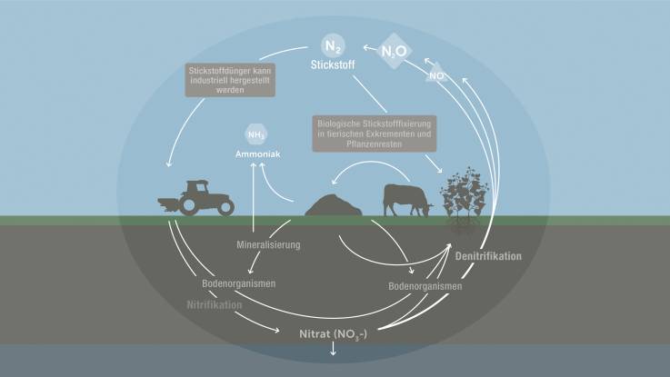 Anhand von Pfeilen und Text wird dargestellt, wie aus Stickstoff entstandenes Ammoniak in die Atmosphäre gelangt.