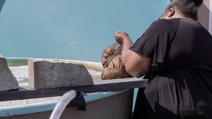 Shavonne Smith ist von hinten an einem großen Wassertank zu sehen, wie sie einen Sack mit Muscheln heraushebt.