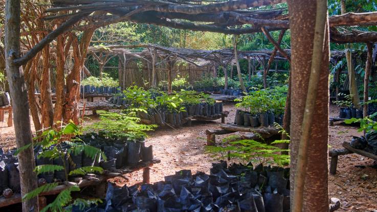 Unzählige Säcke mit Jungpflanzen sind auf kleinen Podesten unter selbstgebauten Unterständen platziert.