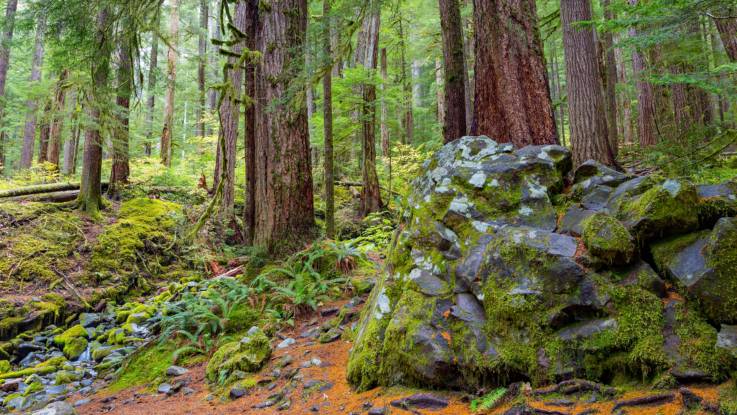 Duzende Bäume stehen dicht beieinander – der Waldboden und ein Fels sind mit Farnen und Moos überwuchert. 