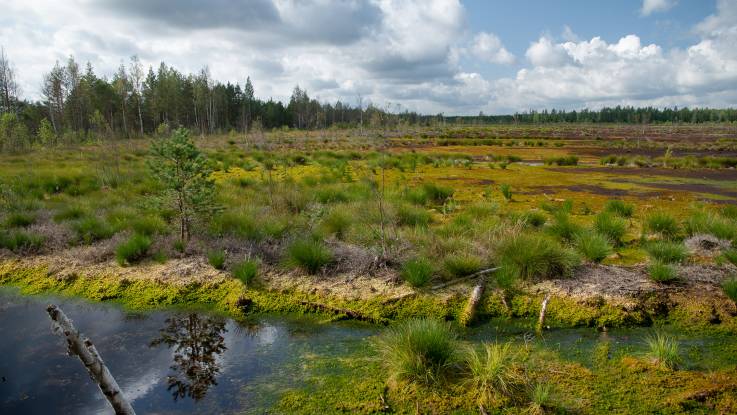 WeitläufigeMoorlandschaft, durchzogen von Kanälen.