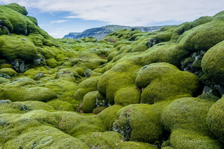 Eine Landschaft mit abgerundeten Felssteinen, die vollkommen mit Moosen bedeckt sind.