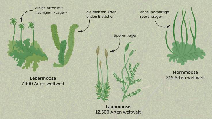 Eine Illustration stellt die Arten der Moose und ihr grundsätzlich unterschiedliches Aussehen dar.