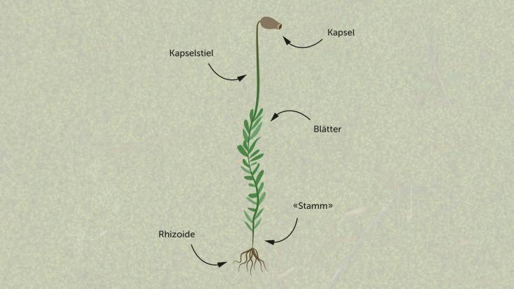 Eine Illustration stellt stellt das Aussehen und Aufbau eines Lebermooses dar.