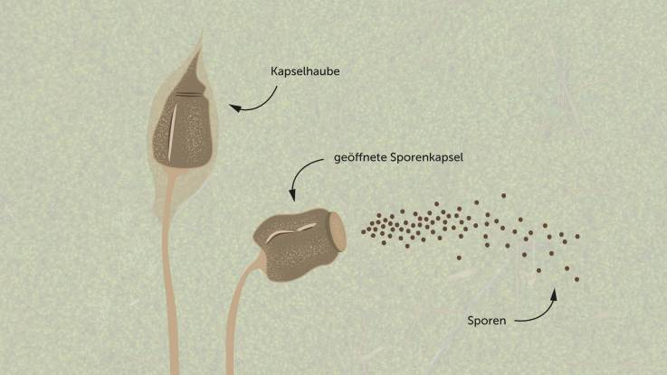 Eine Illustration stellt die Fortpflanzung der Moose dar.