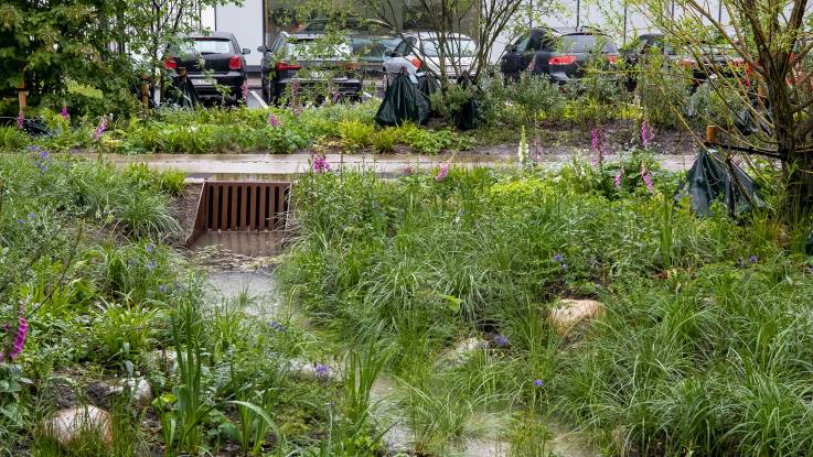 Über einen Wassergraben verläuft ein Weg, rechts und links des Grabens befindet sich eine reiche Vegetation.