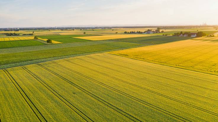 Ein vom Sonnenlicht beschienener Acker mit Feldfrüchten