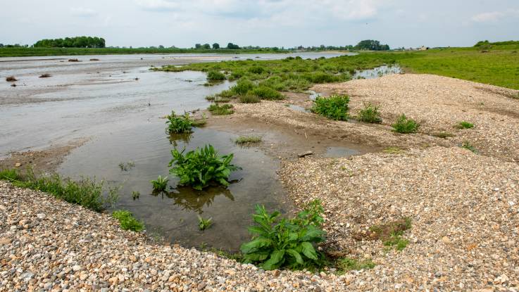 Am Kiesufer eines Flussses niedriger Pflanzenbewuchs