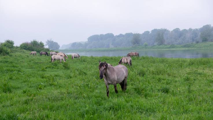 Eine Herde von kleinen Pferden im am Rande eines Flusses; es ist leicht neblig.