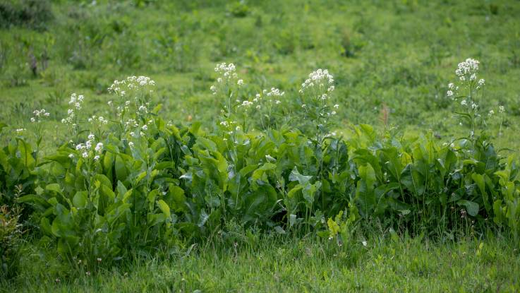 Zahlreiche blühende. Merrettichpflanzen auf einer Wiese.