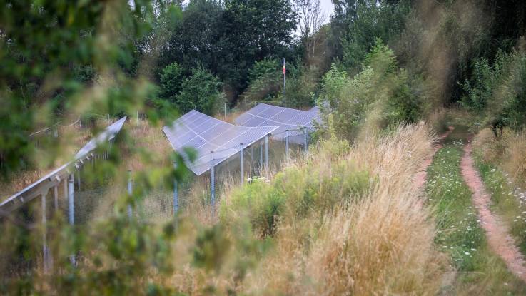 An einem Hang stehen Reihen von PV-Modulen – dazwischen wachsen Gräser, am Rand stehen Büsche und Bäume.