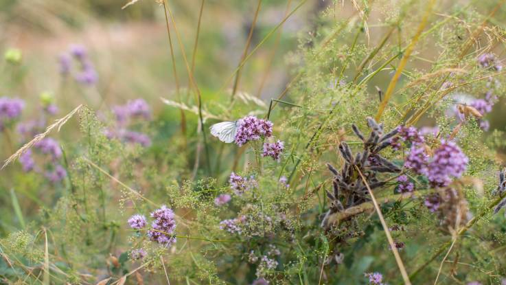  Ein Geflecht aus unterschiedlichen Gräsern und Blumen: mittendrin verweilt ein Schmetterling auf einer lila Blüte.