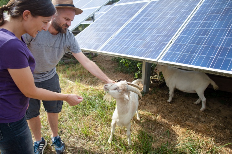 Eine Frau und ein Mann füttern eine Ziege mit Grünzeug – daneben verbirgt sich eine weitere Ziege unter einem PV-Modul. 