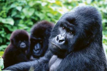 Ein Gorilla schaut traurig in die Kamera. 