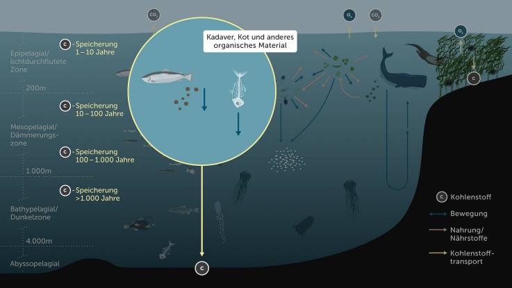 Eine Lupe vergrößert einen Ausschnitt der Illustration: ein Fisch setzt Kot ab und ein Fischskelett sinkt herab.