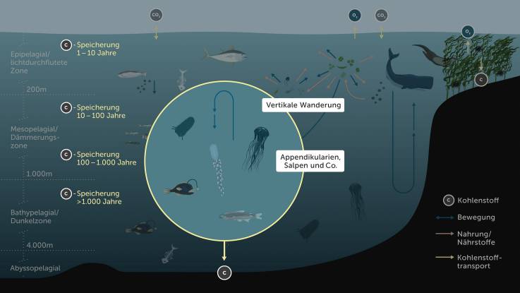  Ein anderer Ausschnitt skizziert die vertikale Wanderung einiger Meeresbewohner.