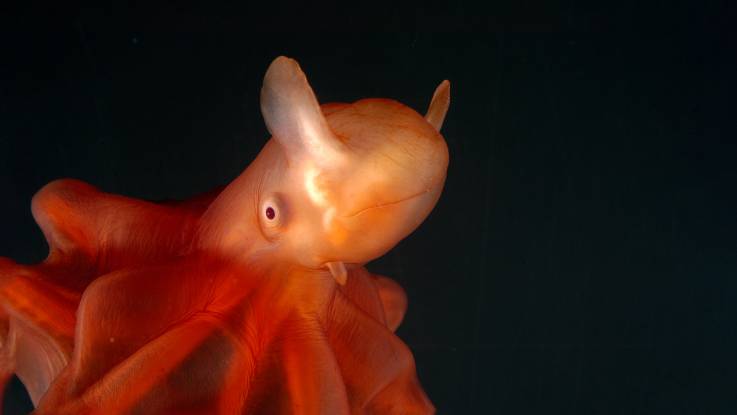 Ein rot-orange-farbiger Oktopus mit flügelartigen Fortsätzen über den weit geöffneten Augen.